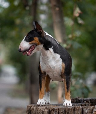 Dog Photo