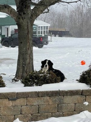 Dog Photo