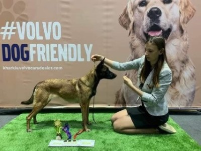 Dog Photo