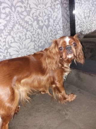 Dog Photo