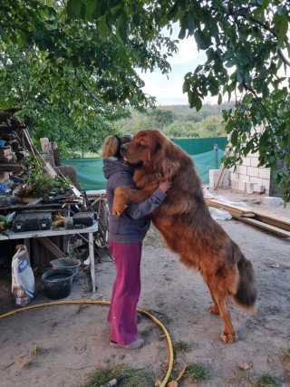 Dog Photo