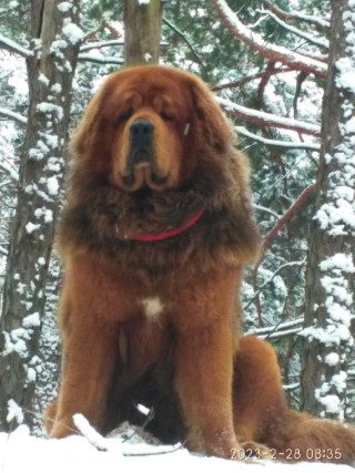Dog Photo