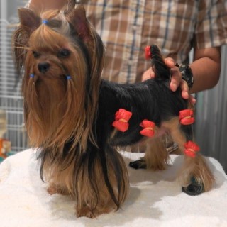 Dog Photo