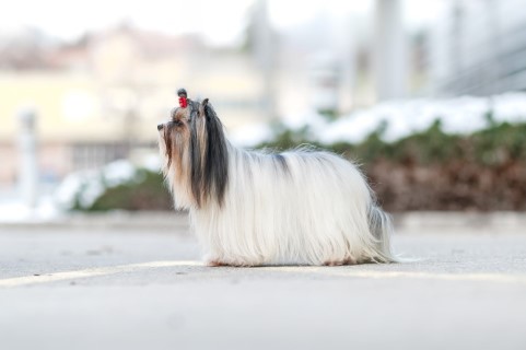 Dog Photo