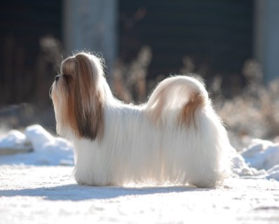 Dog Photo
