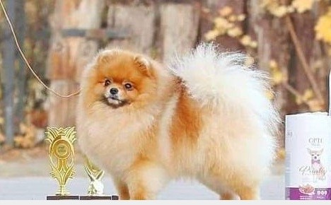 Dog Photo