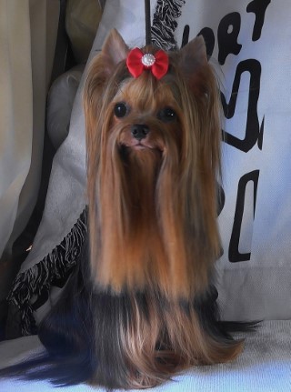 Dog Photo
