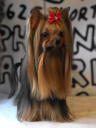 Dog Photo