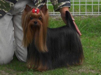 SECRET ADMIRE OF WARRANT CLUB JP