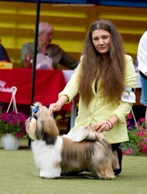 Dog Photo