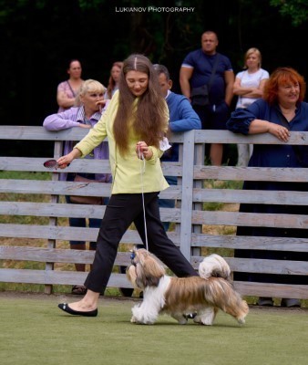Dog Photo