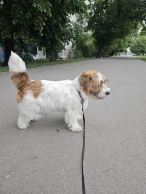 Dog Photo