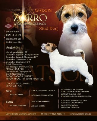 Dog Photo