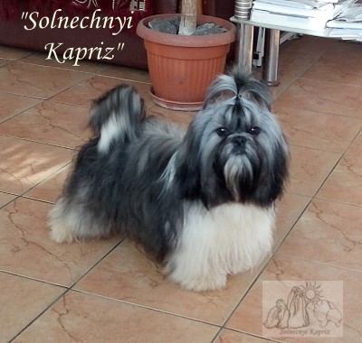 KAMELIYA SOLNECHNYI KAPRIZ
