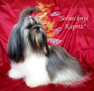 Dog Photo
