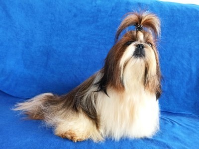 Dog Photo