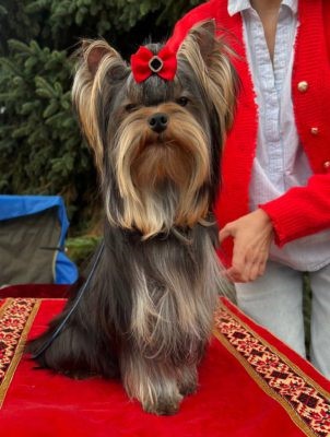 Dog Photo