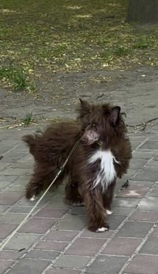 Dog Photo