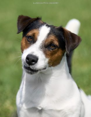 Dog Photo
