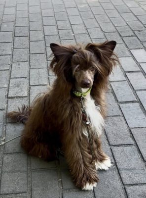 Dog Photo