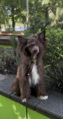 Dog Photo