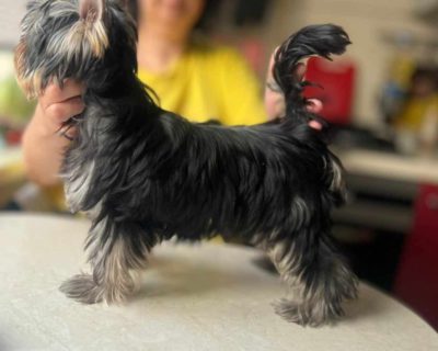 Dog Photo