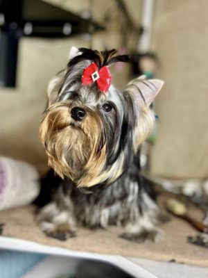 Dog Photo