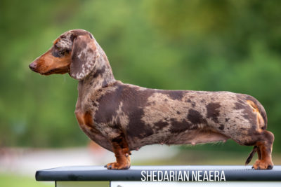 SHEDARIAN NEAERA
