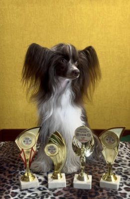 JULIE BRUNE FURSWOOD