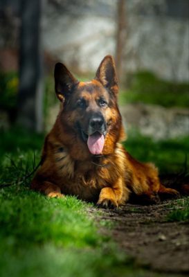 Dog Photo