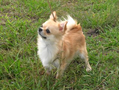 AINOSUKE OF WARRANT CLUB JP