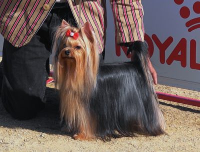 BABY BOSS OF WARRANTCLUB JP