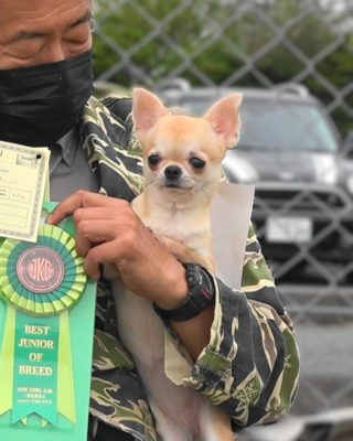 JOYFUL MEDAKA OF WARRANT CLUB JP