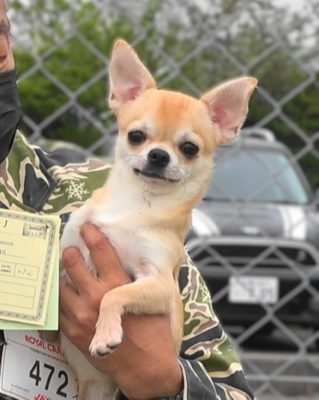 JOYFUL MOISTURE OF WARRANT CLUB JP