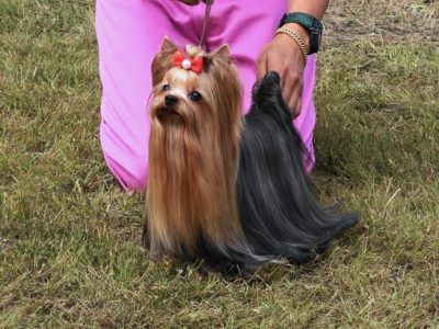 KIWAMI PETITZO OF WARRANT CLUB JP