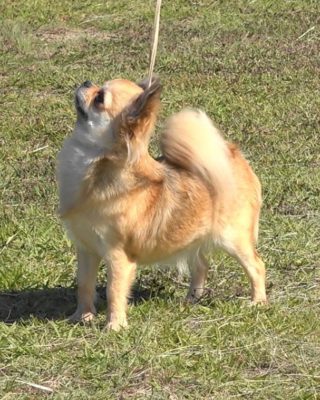 NORITAMA OF WARRANT CLUB JP