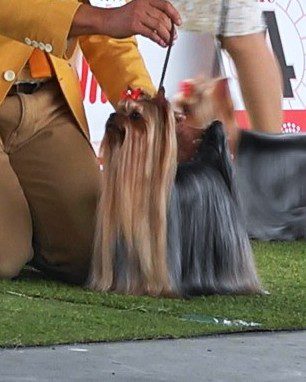 MAMMY OPAL OF WARRANT CLUB JP