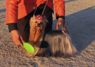 HANA FUBUKI OF WARRANT CLUB JP