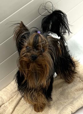 DEPASQUIET BORN TO RUN