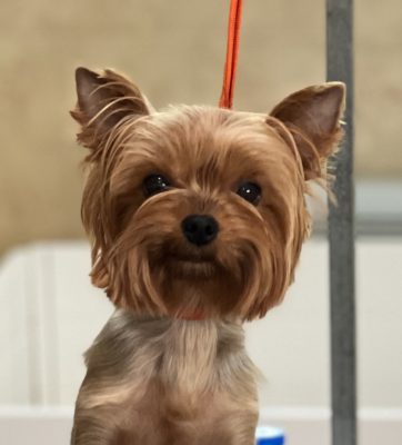 DEPASQUIET IT'S MY DANCE FLOOR