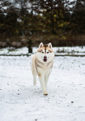 LET ME BE YOUR DREAM FINLEY