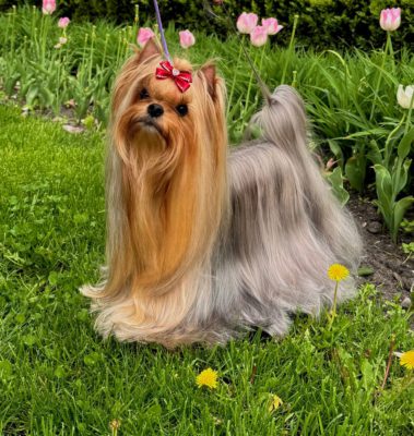 AMORE LA VITA JUICIE CUTURE