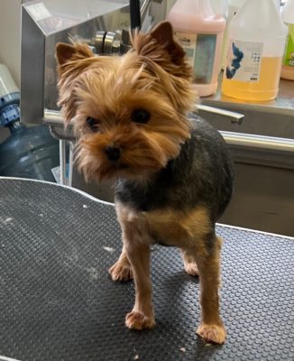 DEPASQUIET WATCH MY SWEET KISS