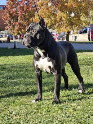 THE GUARD OF PEACE GREAM