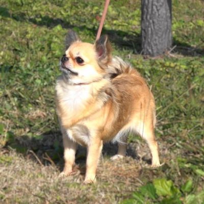 NORITAMA OF WARRANT CLUB JP