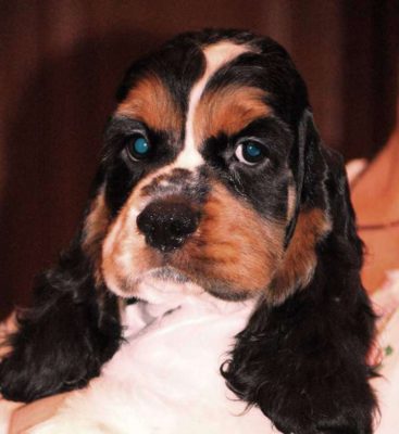 GALI STAR MAMBA'S DANCER