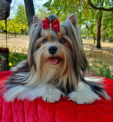 IDEAL OF DEVOTION ALITEA