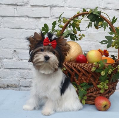 IDEAL OF DEVOTION AMADIS