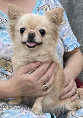 VIRGINIY STAR RADOSTNII ANGELGRAD