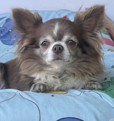 CHOCO CHOCO BARDASH KENNEL